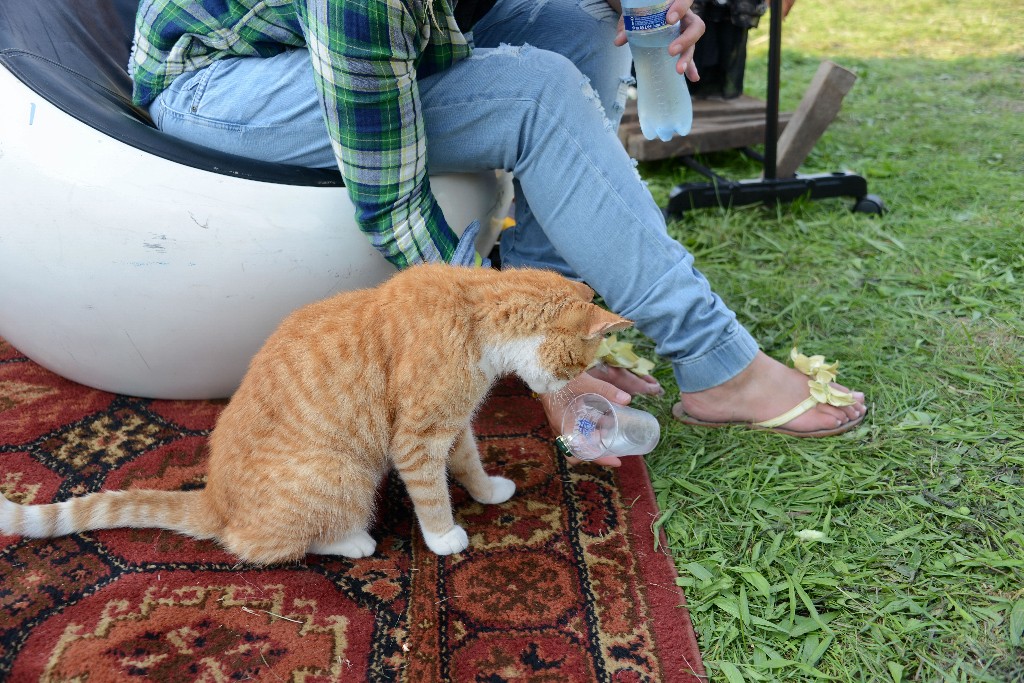 ../Images/Boeren, burgers en buitenlui zondag 137.jpg